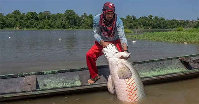 Sự Hồi Sinh Của Hải Tượng Long: Một Mô Hình Bảo Tồn Trong Tự Nhiên