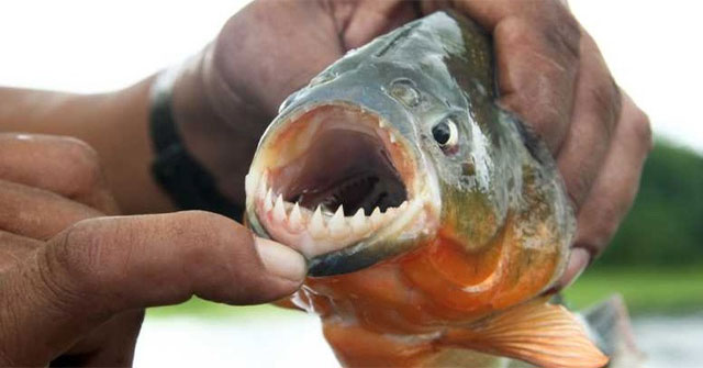 Những Bí Mật Về Cá Piranha: Hơn Cả Một Huyền Thoại Kinh Dị