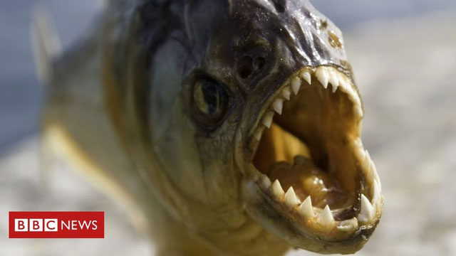 ca-piranha Cận cảnh bộ hàm sắc nhọn của cá piranha.