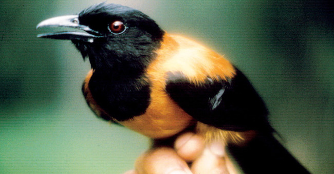 Khám Phá Loài Chim Độc Nhất Thế Giới Tại Papua New Guinea
