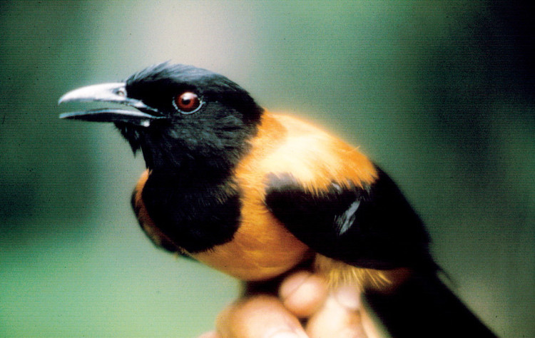 Chim có độc Pitohui.