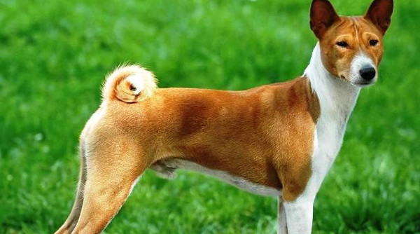 Khám Phá Những Giống Chó Nguy Hiểm Nhất Hành Tinh Khám Phá Những Giống Chó Nguy Hiểm Nhất Hành Tinh
