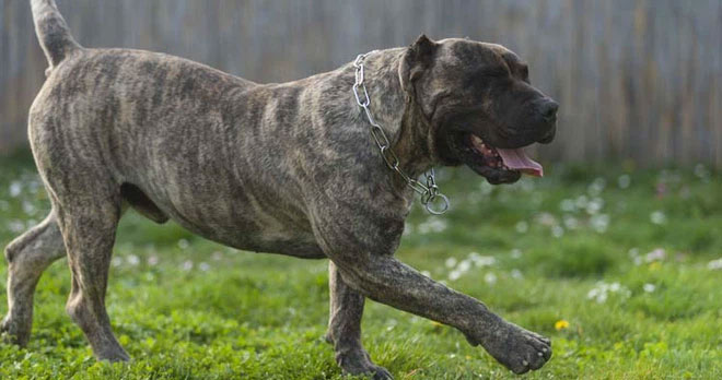 cho-presa-canario Chó Presa Canario