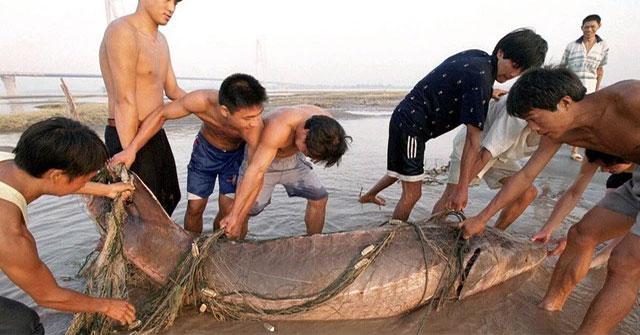 Khám Phá Kích Thước Khổng Lồ Của Các Loài Cá Trong Hồ Chứa Tam Hiệp
