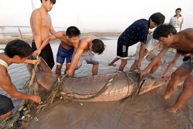 phong-sinh-ca-tam Phóng sinh cá tầm Trung Quốc bắt được ở lưu vực sông Dương Tử vào tháng 8/2000.