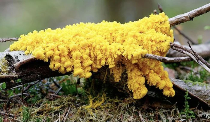 physarum-polycephalum Ở trạng thái bình thường, the blob khá tĩnh lặng, giống trùng amip đơn bào.