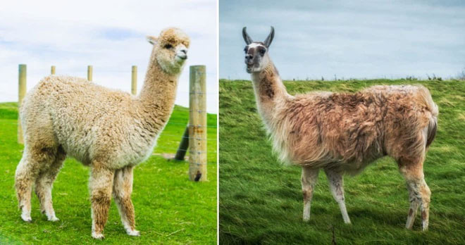 Alpaca và Llama