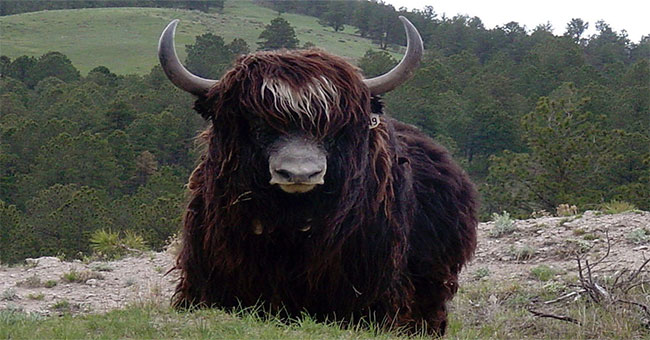 Khám Phá Bò Tây Tạng: Loài Vật Đặc Biệt Của Cao Nguyên Himalaya