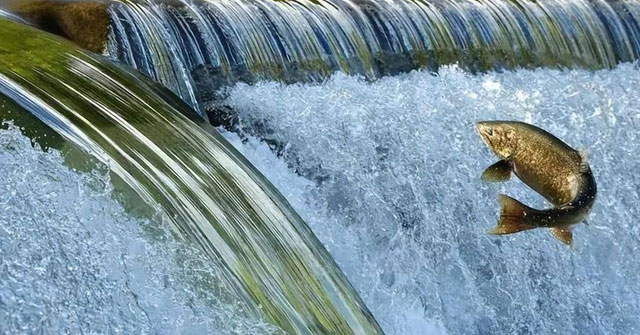 Cuộc Hành Trình Kỳ Diệu Của Cá Hồi: Đối Mặt Nhiều Thử Thách Để Tồn Tại