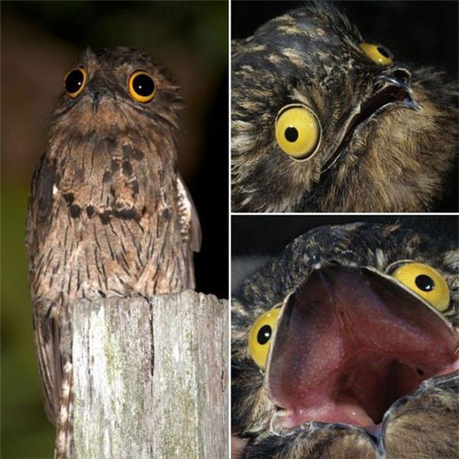 Chim Potoo xấu số 2 thì không còn ai top 1 nữa!