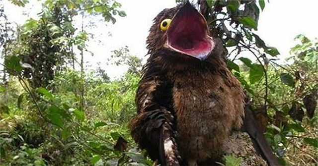 Khám Phá Loài Chim Potoo: Sinh Vật Quái Dị Ở Nam Mỹ