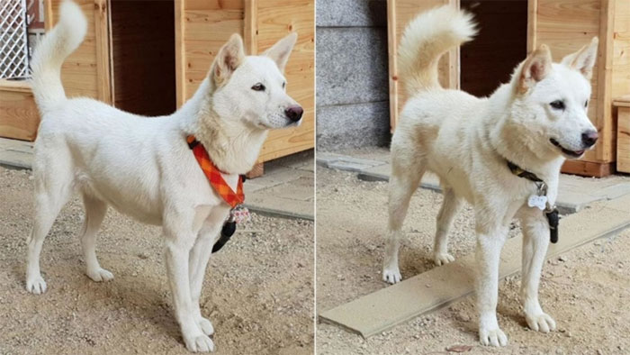 Hai con chó Gomi (trái) và Songgang (phải)
