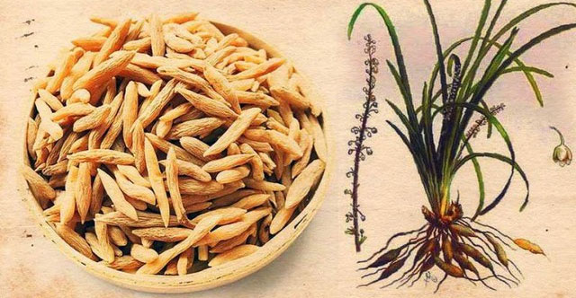 Khám Phá Lợi Ích Của Mạch Môn Trong Chăm Sóc Sức Khỏe
