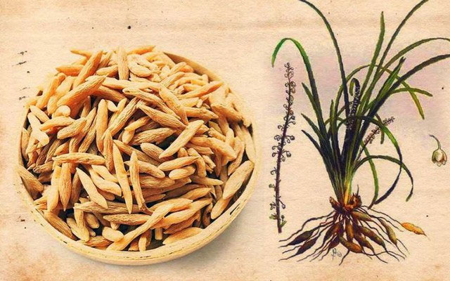 cu-mach-mon Loài cây này mọc hoang và được trồng ở Việt Nam để lấy củ dùng làm thuốc