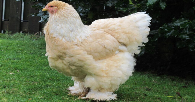 Khám Phá Giống Gà Brahma Khổng Lồ Với Trọng Lượng 20kg