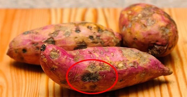 Nguyên Nhân Gây Ra Khoai Lang Bị Hà Và Cách Nhận Biết
