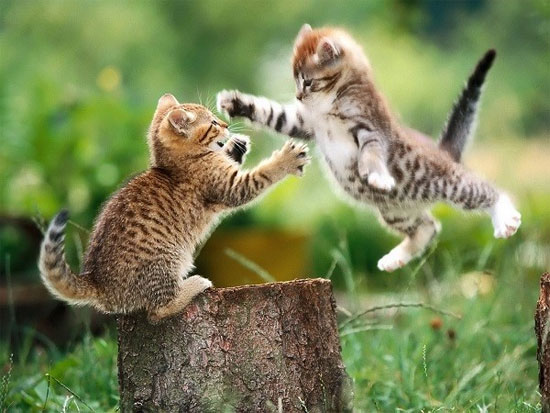 Vật nuôi cắn xé nhiều hơn