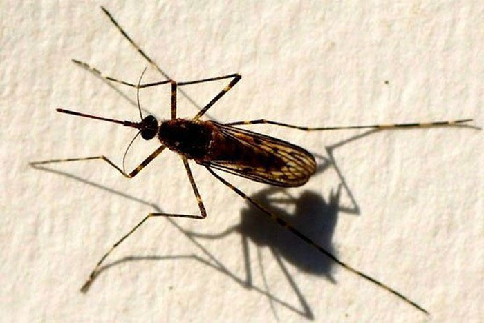 Muỗi vằn đực Midge thường bị con cái 
