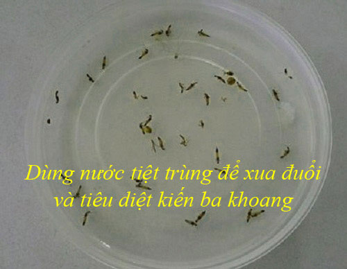 Dùng nước tiệt trùng để xua đuổi kiến ba khoang Dùng nước tiệt trùng để xua đuổi kiến ba khoang