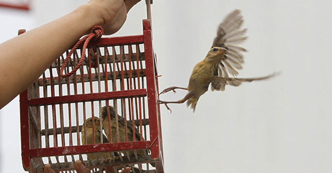 Đại Diện Tâm Linh: Những Điều Cần Biết Về Phóng Sinh
