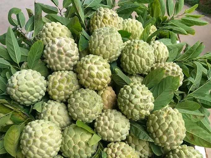 qua-na-1-1 Cần phải ăn đúng cách để đạt lợi ích tối đa và tránh những tác dụng không mong muốn.