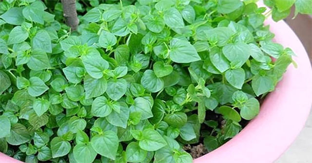 Khám Phá Những Lợi Ích Tuyệt Vời Của Rau Càng Cua