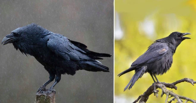 Quạ và Quạ Raven