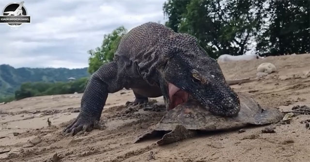 Sự Thật Gây Sốc Về Rồng Komodo Và Khả Năng Chế Biến Con Mồi