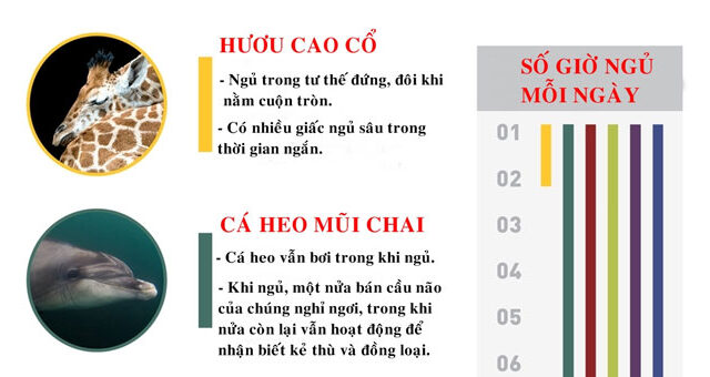 Khám Phá Thói Quen Ngủ Độc Đáo Của Các Loài Động Vật