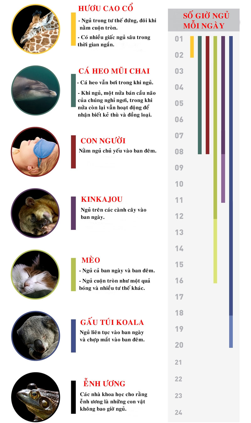 Cá heo vẫn bơi trong khi ngủ, còn gấu túi koala ngủ liên tục vào ban ngày và chợp mắt vào ban đêm.