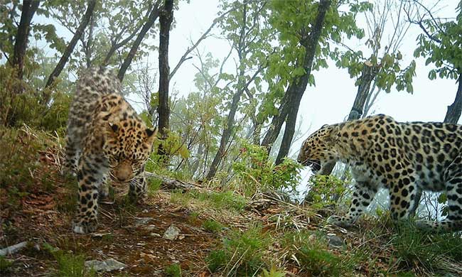 bao-amur Báo Amur