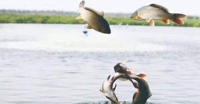 Khi sông chảy ra biển: chuyện sống còn của cá nước ngọt và con đường trở về
