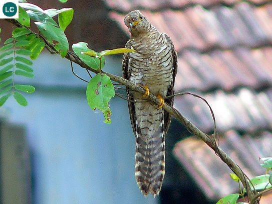 chim-cu-2 Trên thế giới, chim bắt cô trói cột phân bố ở châu Á, từ Pakistan, Ấn Độ, Sri Lanka đến Indonesia ở phía nam và Trung Quốc.