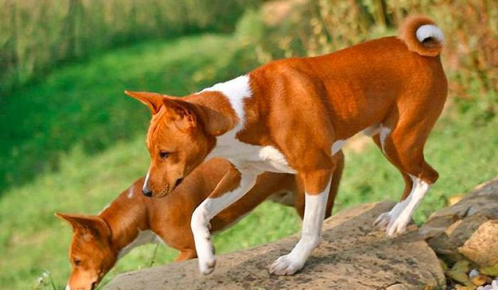 cho-basenji-1-1 Sau này chúng được di cư sang Châu Phi.