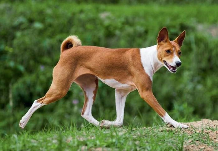 cho-basenji-4 Basenji là một giống chó cổ có nguồn gốc từ Ai Cập được gọi tên là “Barkless Dog”.