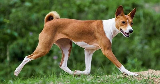 Khám Phá Giống Chó Basenji: Loài Chó Không Sủa và Khó Huấn Luyện