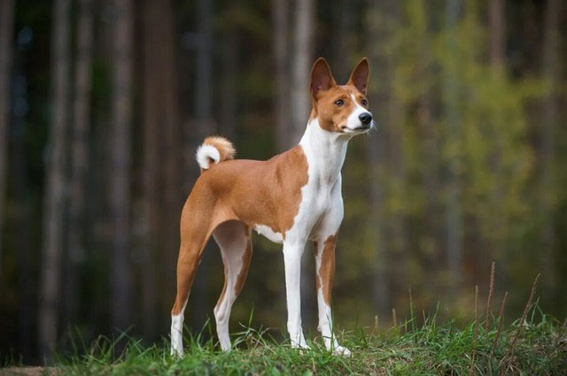 cho-basenji Basenji có bộ lông ngắn, mịn và đa dạng màu sắc.