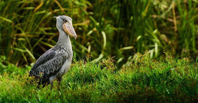 Cò mỏ giày: Kẻ săn mồi cô độc của đầm lầy châu Phi