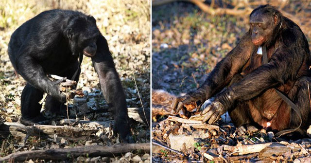 Kanzi — Chú bonobo có trí tuệ và những hành vi bất ngờ